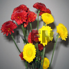 fall flowers chrysanthemum button